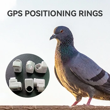 5g Leggera Anello di Posizionamento Gps Piccione Anello di Monitoraggio in Tempo Reale Localizzatore Animale Anti-Perso Elettronico alla Caviglia Anello Uccello Passero