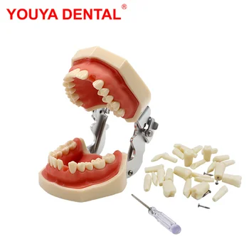 Dental Modello Di Pratica Typodont Denti Modello Per Odontotecnico Di Formazione Gengiva Denti Della Mascella Modelli Dentista A Studiare L'Insegnamento Prodotto