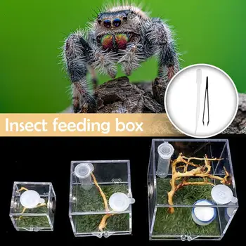 Spider Rettili Insetti Cassetta Di Alimentazione Per Rettili Allevamento Casella Di Terrari Accessori Insetto Di Dialogo Per La Spider Cricket Lumaca Tarantola